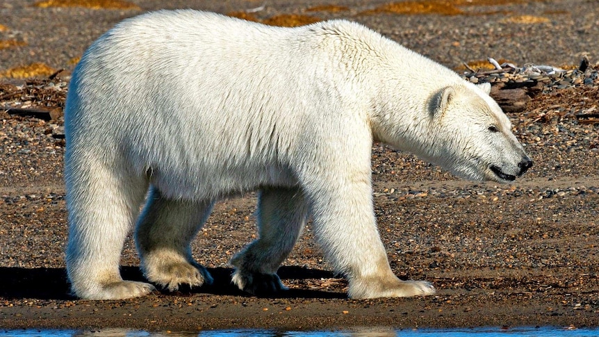 A polar bear walks along the edge of the water.