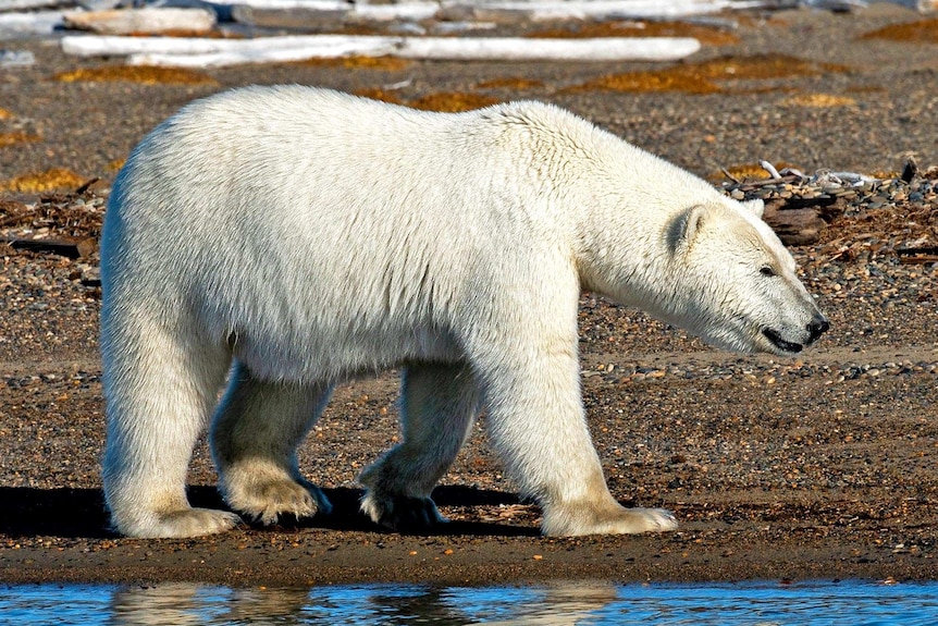 A polar bear walks along the edge of the water.
