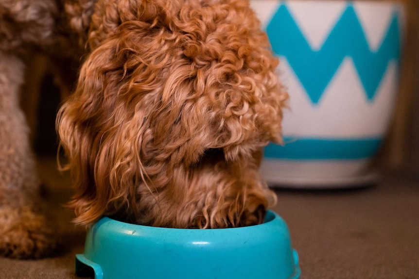A Groodle eats food from a plastic bowl on the floor, to depict the difficulty of choosing the right food for your pet dog.