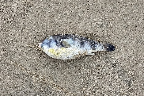 a dead puffer fish on a beach