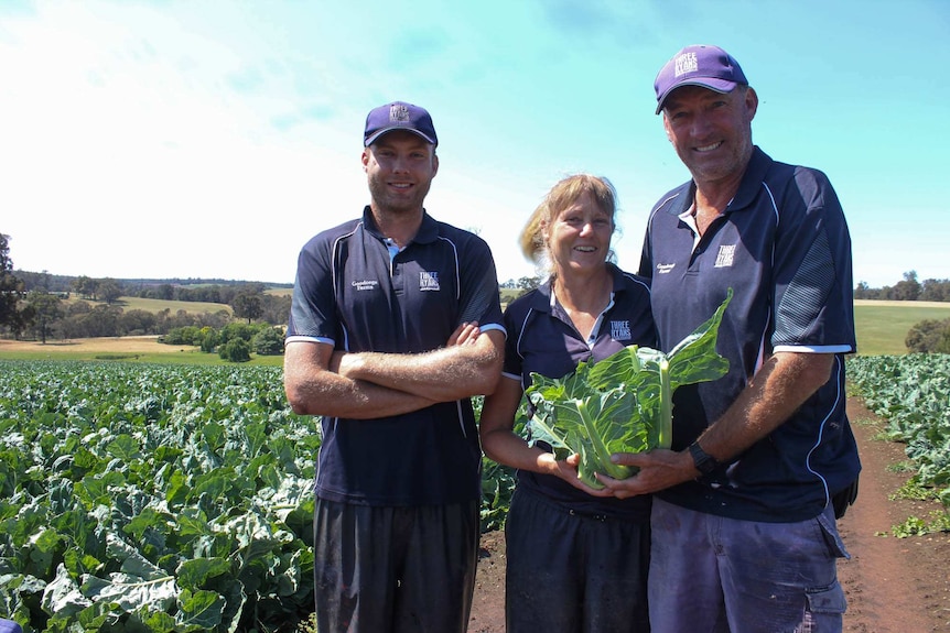 Three people standing in a cauliflower field holding a cauliflower.