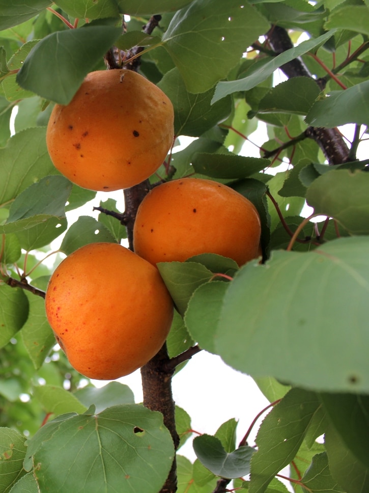 Fruit growers expecting a poor apricot season