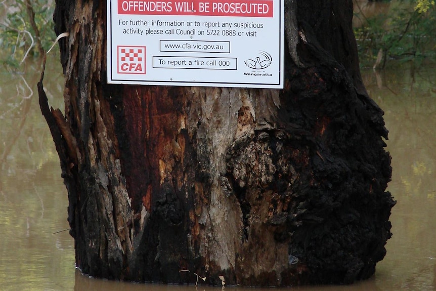 Flooding rivers swamping gum trees at Wangaratta, Victoria