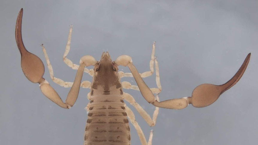 An enlarged photo of an insect like creature with huge nippers