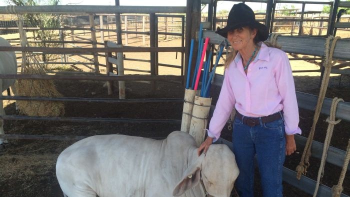 a woman in a pink long shirt with her hand a brahman 