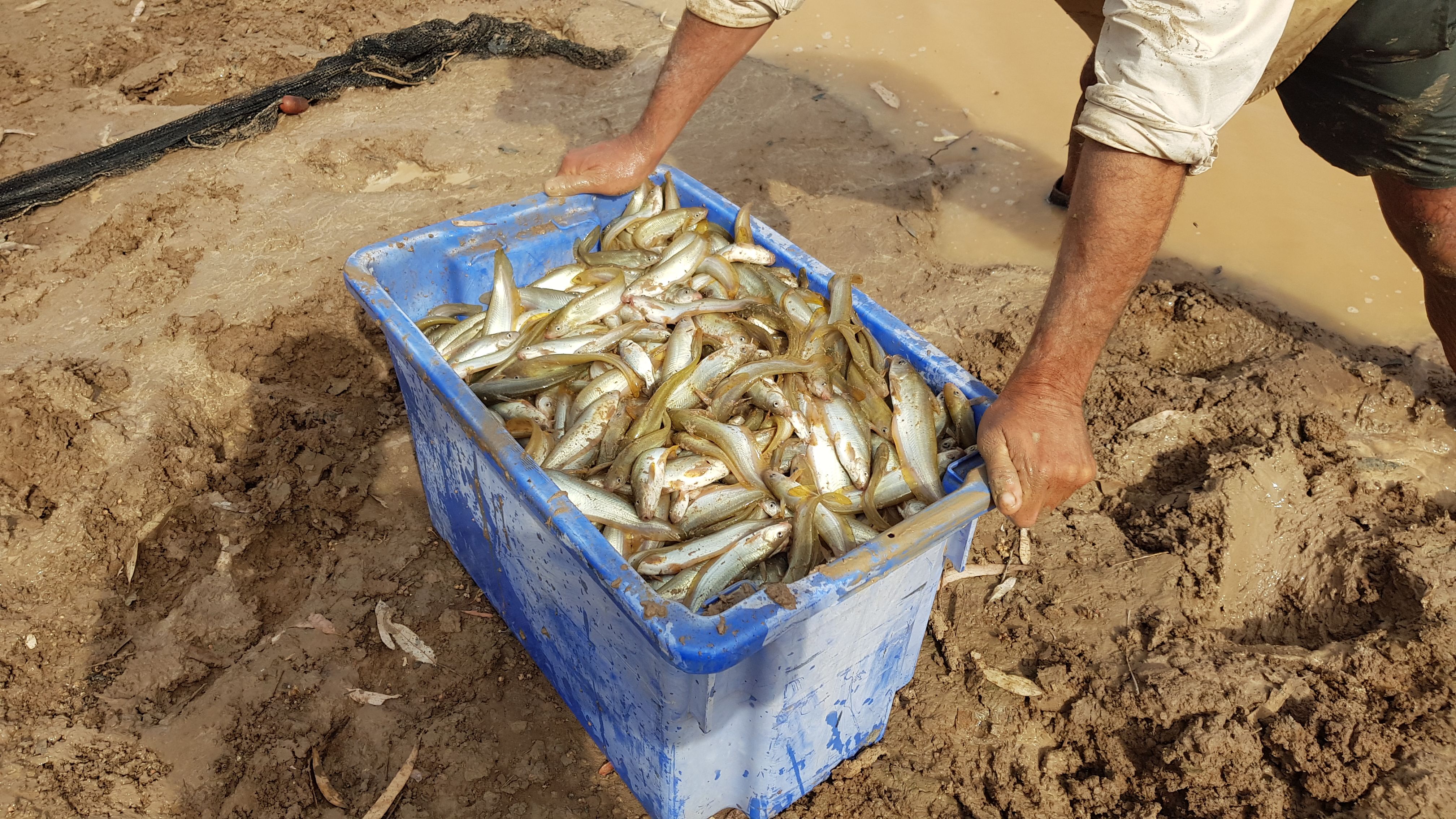 Native Fish In Abundance In Queensland After Floods Improve Habitat ...