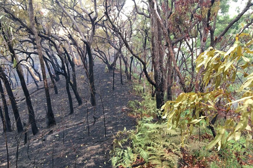 A fire break with black land on the left and green bush on the right.