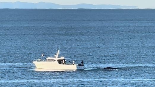 boat in water with whale nearby