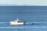 boat in water with whale nearby