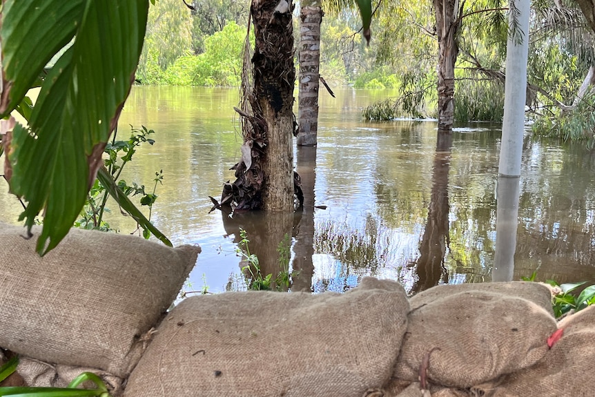 Sandbags in the foreground with muddy river water inching up palm tree trunks.