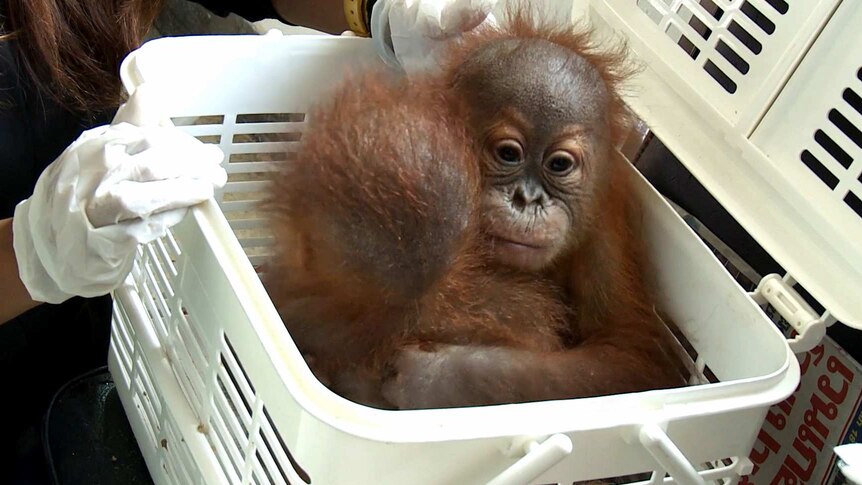 Two baby orangutans hug each other inside open white basket