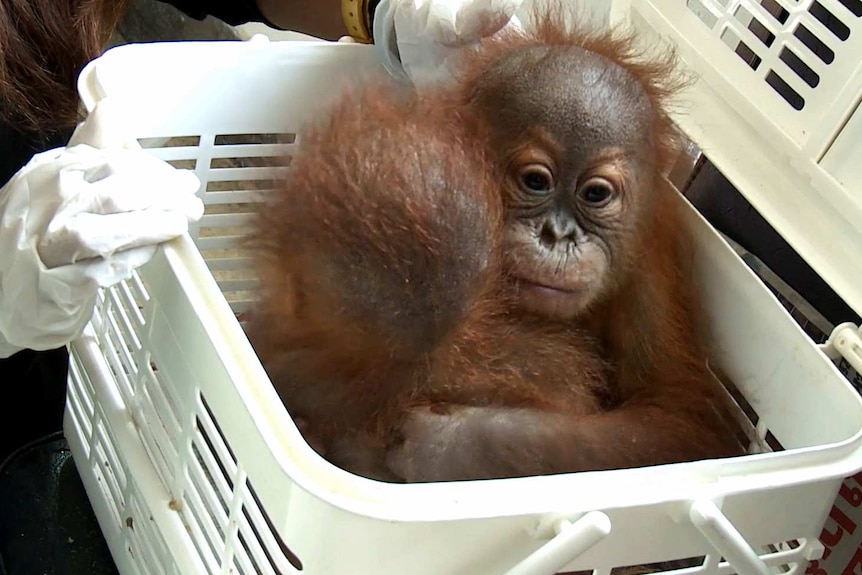 Two baby orangutans hug each other inside open white basket