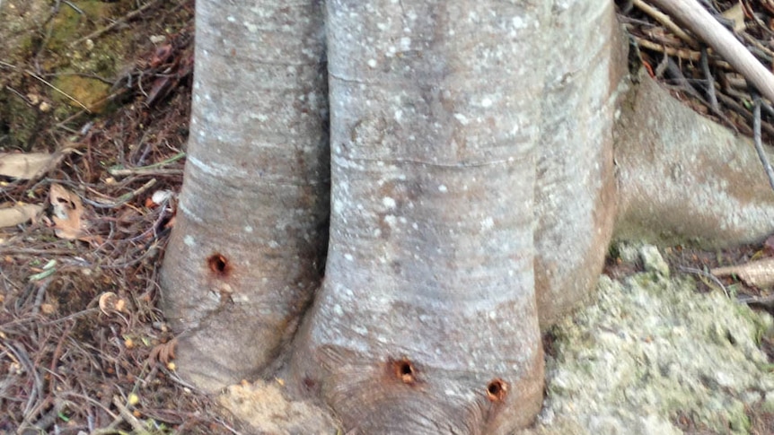 A tree poisoned in Kettering, south of Hobart