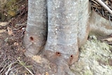 A tree poisoned in Kettering, south of Hobart