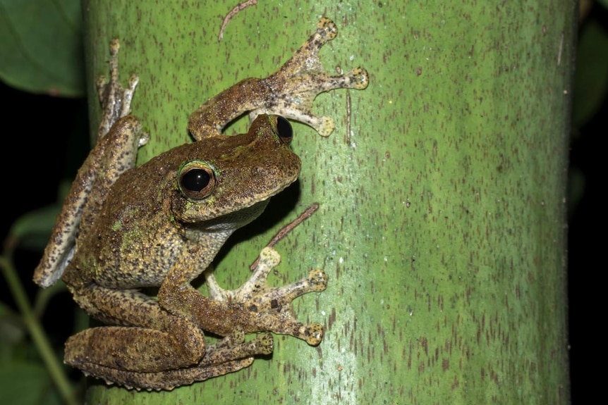 Female Litoria Myola Frog clinging to a vertical, green trunk and looking at the camera