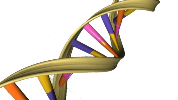 The DNA molecule encodes the genetic instructions used in the development of all known living organisms.