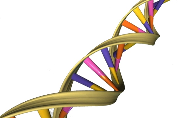 The DNA molecule encodes the genetic instructions used in the development of all known living organisms.
