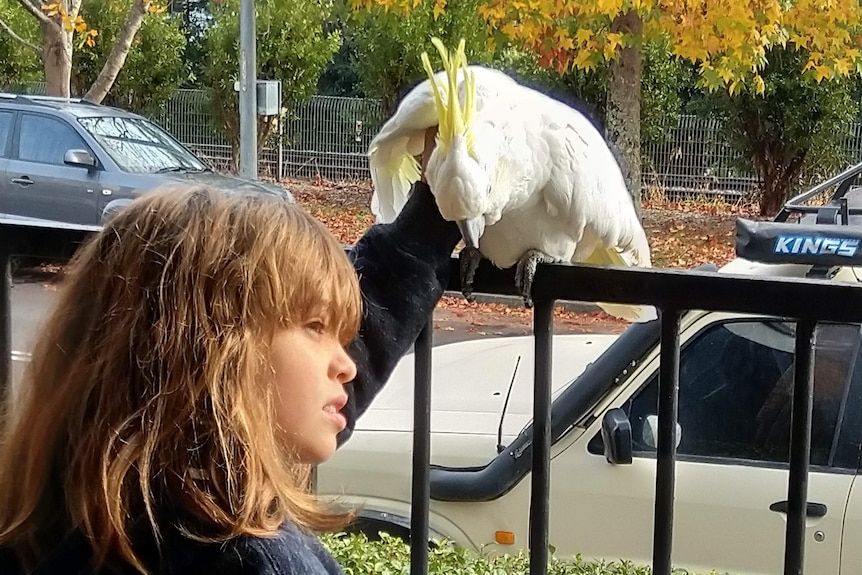 A young girl and a cockatoo