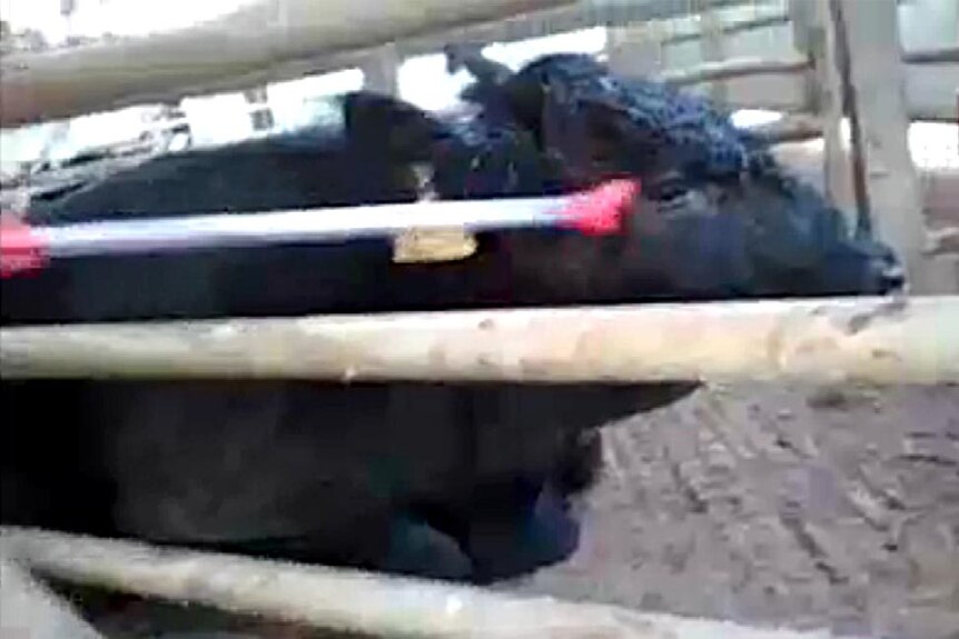 A cow is poked with a cattle prod in an Israeli abattoir.