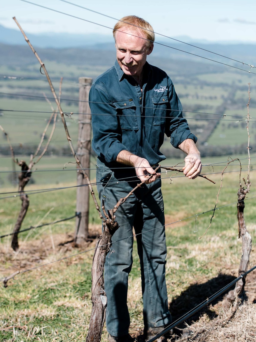 A man is holding some grape vines in a blue jacket with a blue sky behind him