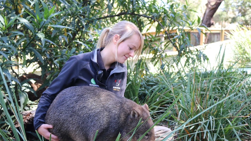 Melissa Gard with Judy the wombat.