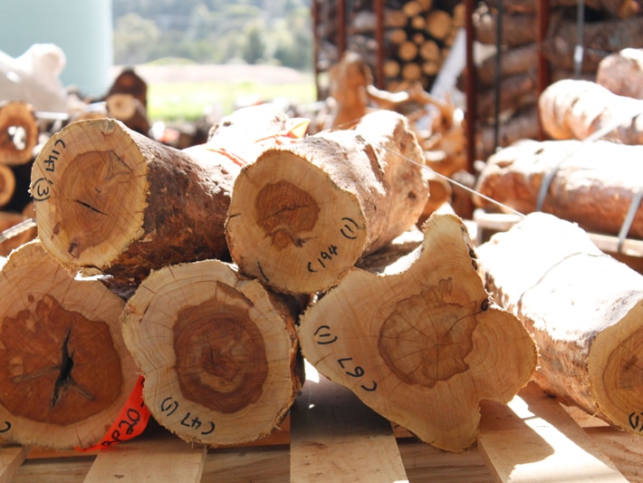 Logs of wood on a bench.