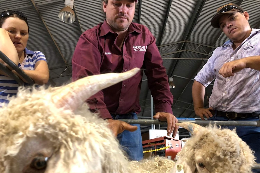 Family of three inspect their goats in a shearing shed.