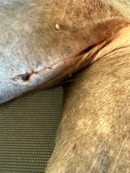 A desexing incision on a greyhound's belly.