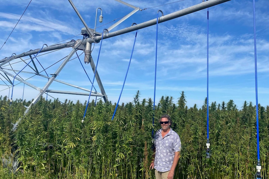 A man standing under an irrigator in a hemp paddock.