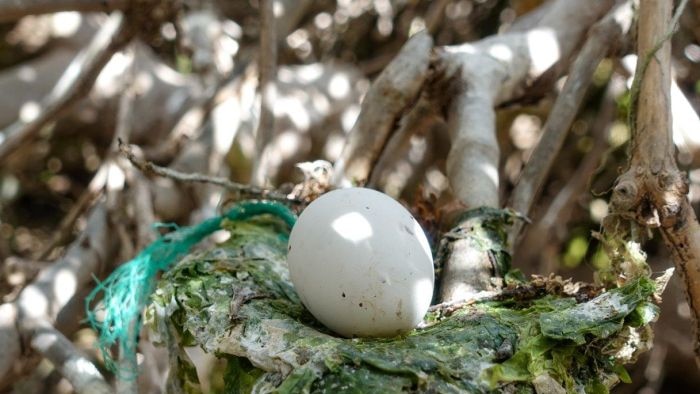 telur burung Noddy