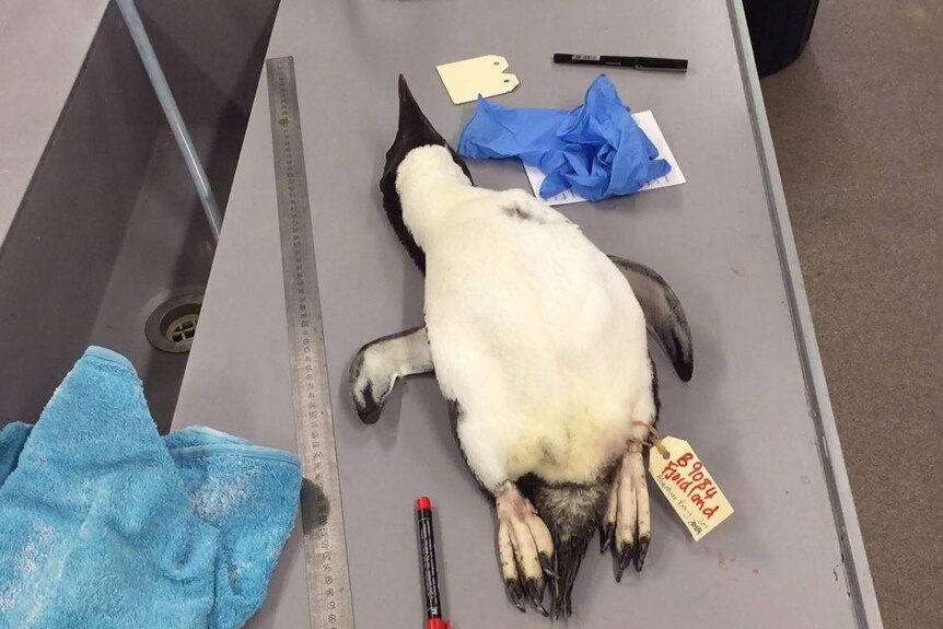 A dead fiordland penguin on a metal bench