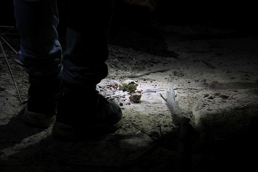 A person stands before a plump looking frog which is having light shone on it.