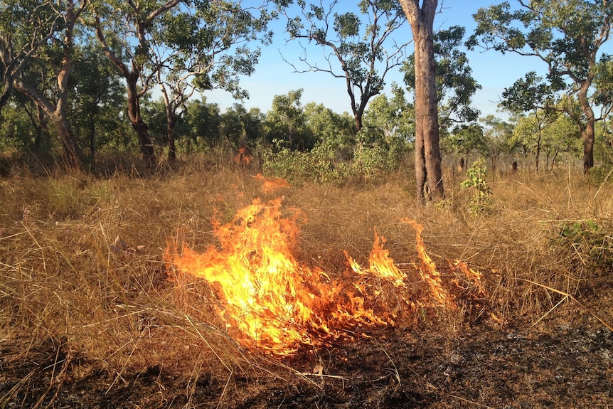 A fire in grassland, with trees in the background.