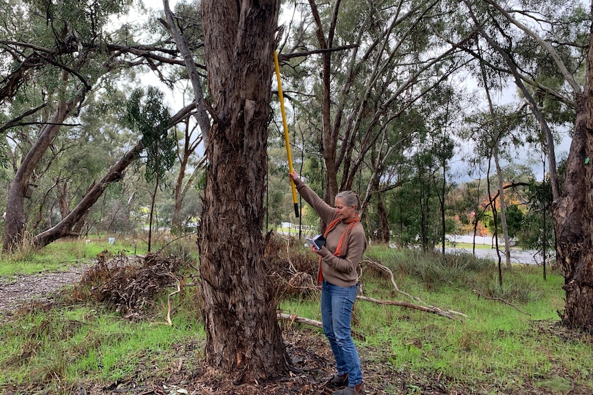 A man holds a camera pole in a nest box attached high on a large gum tree in a national park.  