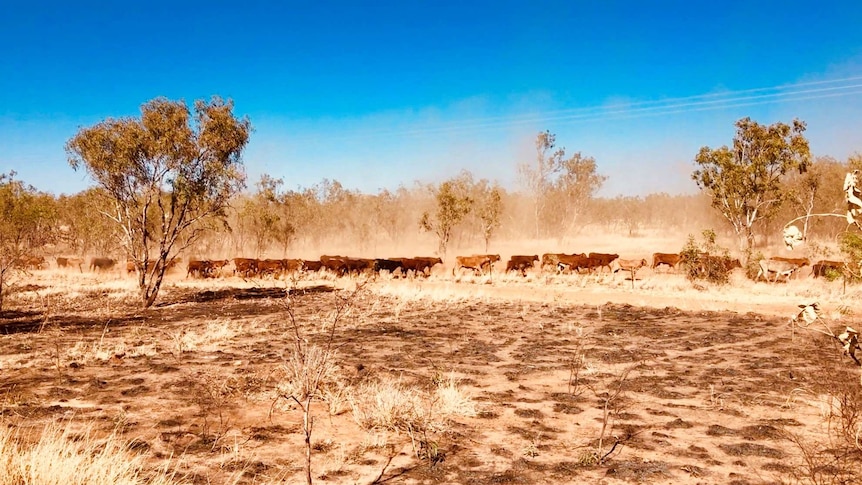 Hundreds of cattle walking in a line in the outback