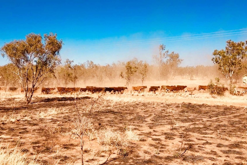 Hundreds of cattle walking in a line in the outback