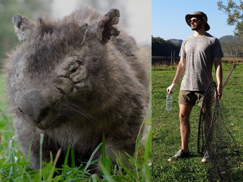 A composite image of a wombat close up with cracked, sore eyes and ears, and a young man holding a big net.
