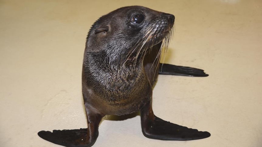 A close up photo of a long nosed fur seal also known as a New Zealand fur seal.