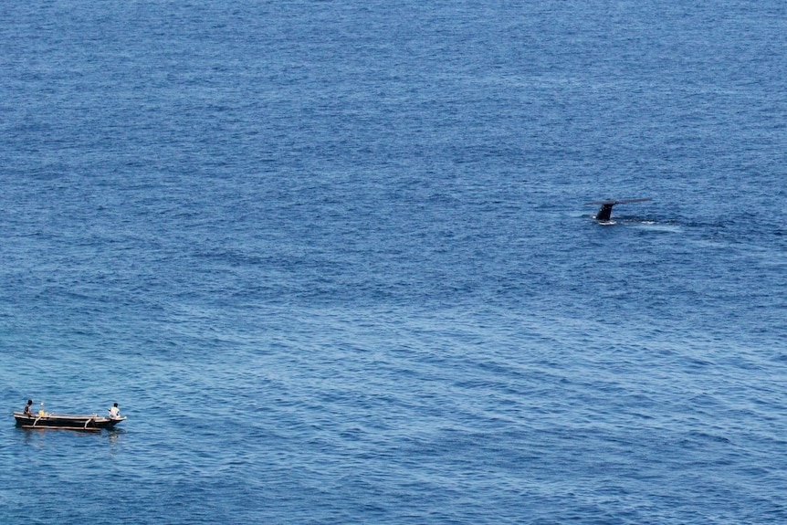 A drone shot of a small boat with a blue whale's tail sticking out of the water nearby.  