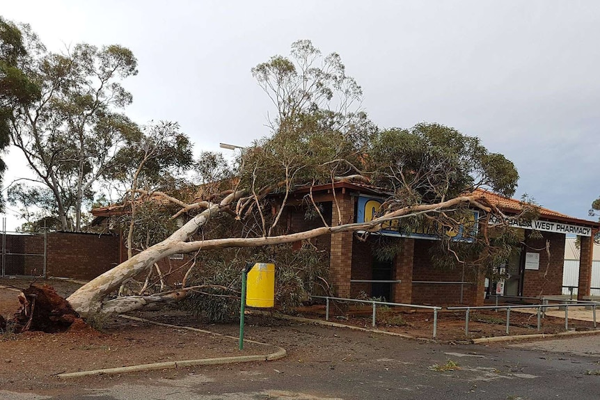 A tree fallen across the roof of the Kambalda pharmacy following wild storm in the Goldfields.