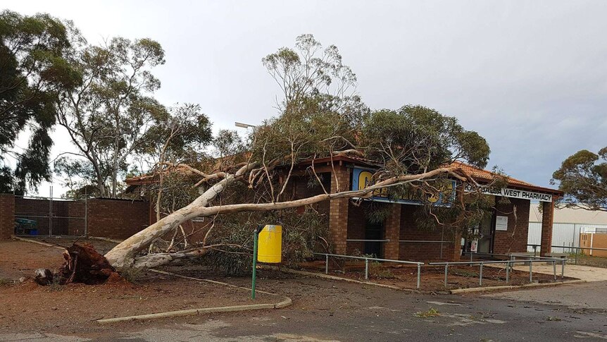 A tree fallen across the roof of the Kambalda pharmacy following wild storm in the Goldfields.