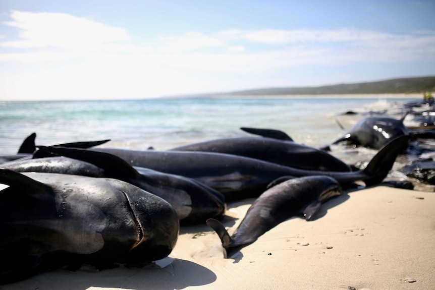 Dead or dying whales scattered on the beach at Hamelin Bay.
