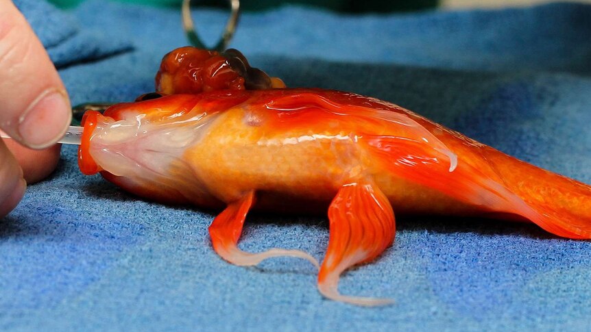 Goldfish undergoing surgery at Lort Smith Animal Hospital Melbourne