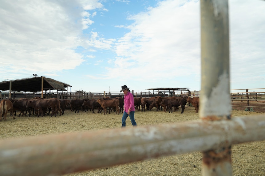 Woman walking through cattle yards
