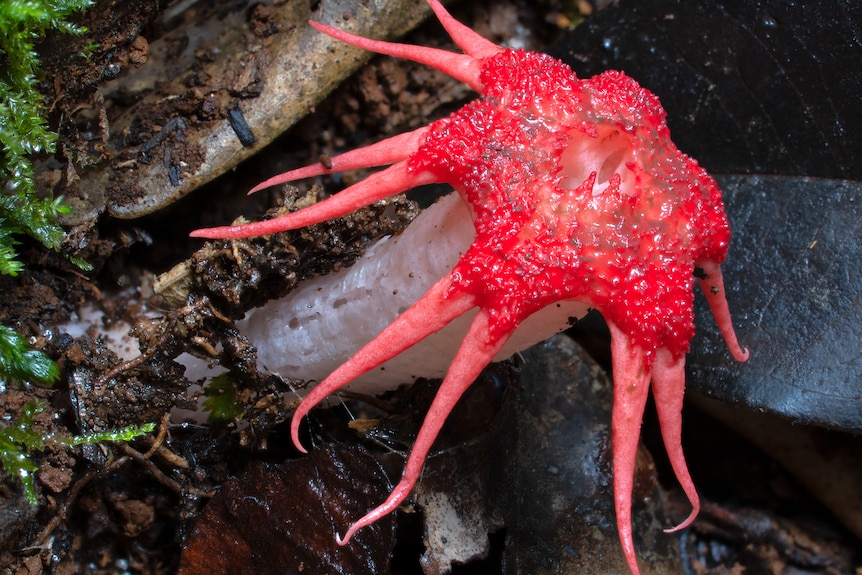 A pink starfish-shaped fungus sprouting out of the soil 