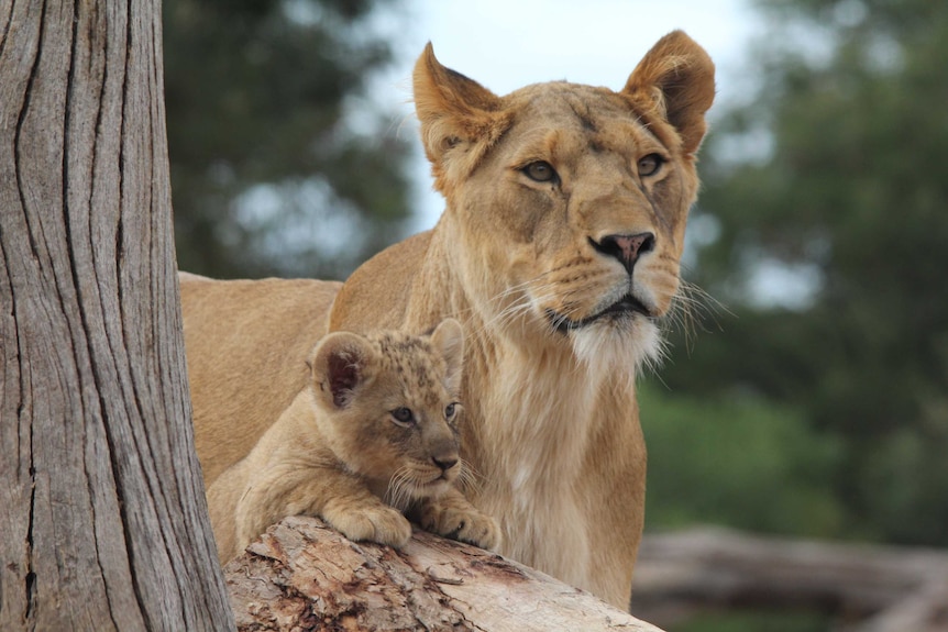 A lioness and cub
