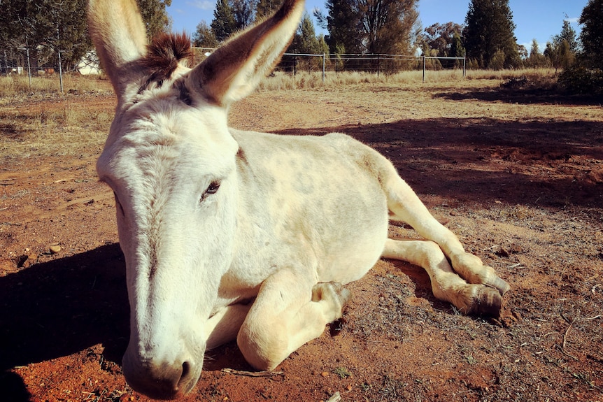 Tully the rescue donkey, resting up in his paddock.