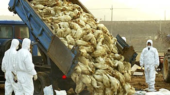 Quarantine workers bury duck carcasses suspected of bird flu infection