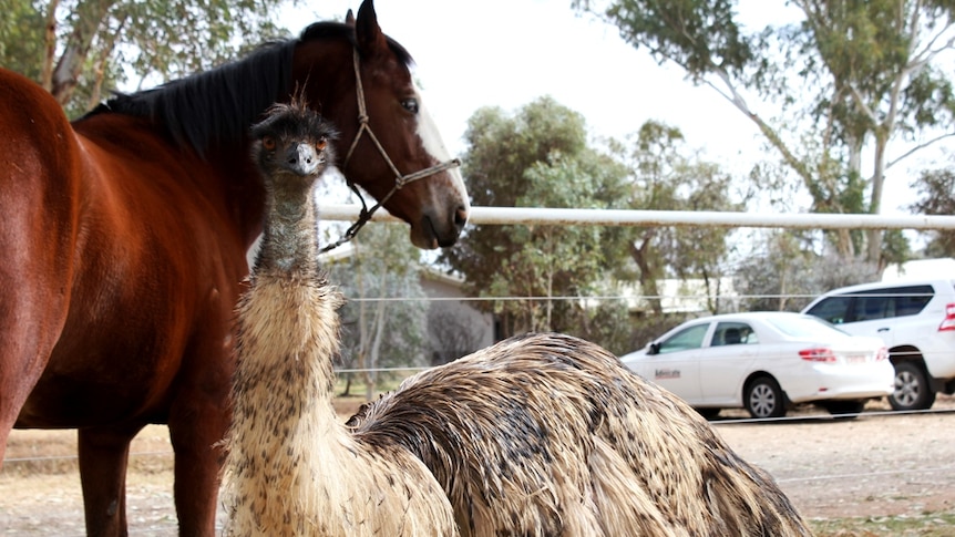 An emu pictured with a horse.