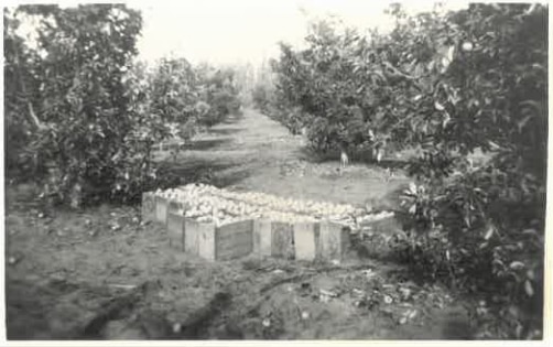 A black and white historical photo of apples overflowing from large wooden boxes.